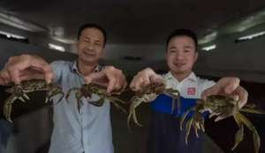 新蟹农胡佳佳的致富之路_库百科螃蟹养殖