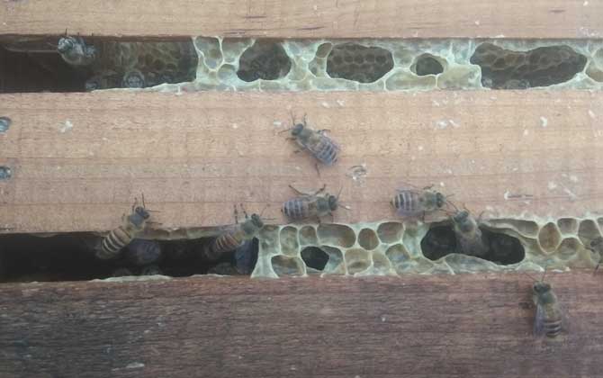 中蜂双王群好还是单王群好？
