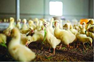 反季节种鹅养殖技术_库百科养鹅