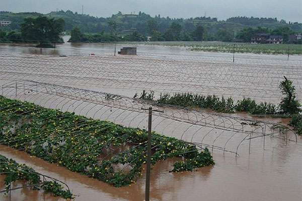 温室大棚洪涝4.jpg