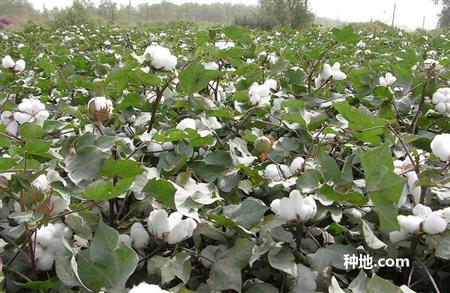 棉花怎么样能增产抗病?
