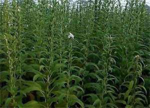 芝麻黑斑病的防治