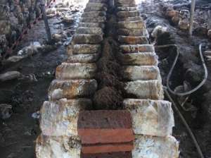 平菇夏季怎么防治病虫害？