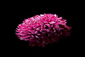 菊花有毒吗