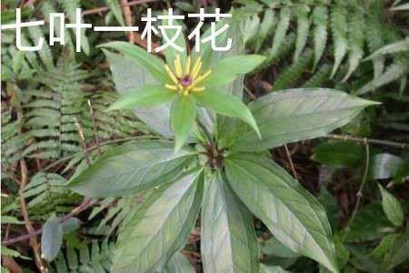 七叶一枝花 七叶一枝花