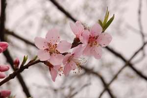 桃花怎么施肥