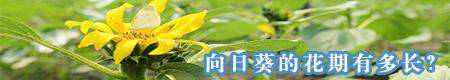 向日葵的花期有多长?