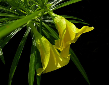 美丽的断肠草 美丽的断肠草