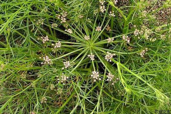 茴香种植注意什么
