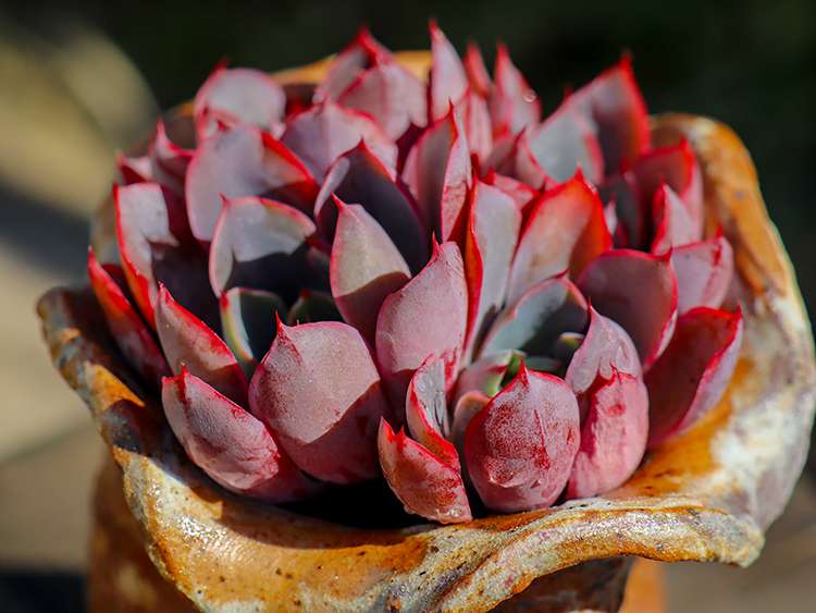 赫拉 Echeveria hera 赫拉 Echeveria hera