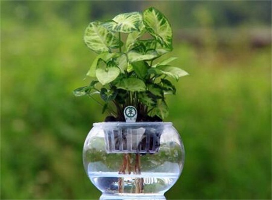 养花的水多久换一次,7~10天换一次水让花茁壮生长