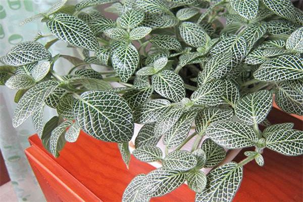 网纹草可以放卧室吗? 网纹草可以放卧室吗?