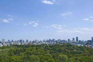 森林城市建设绿化大乔木供不应求