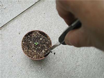 牵牛花小苗上盆:撬苗 牵牛花小苗上盆:撬苗