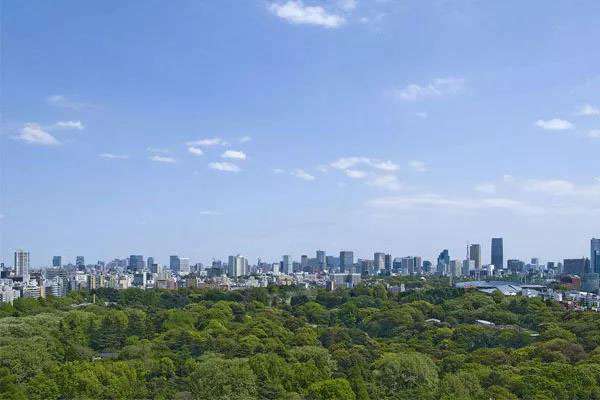 城市森林建设已成大势，绿化大乔木供不应求5.jpg
