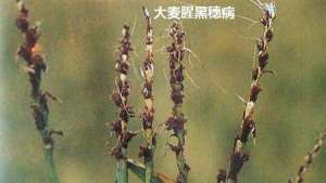 大麦种植：大麦怎么防治腥黑穗病和条纹病？