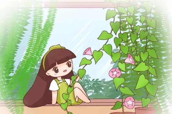 植物窗帘怎么种出来?这样做一个月搞定! 植物窗帘怎么种出来?这样做一个月搞定!