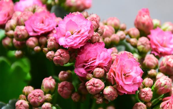 长寿花 长寿花