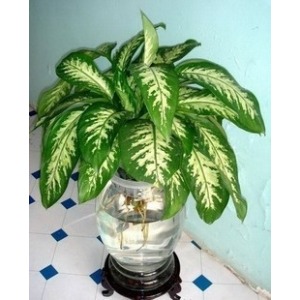 水培花叶万年青 水培花叶万年青