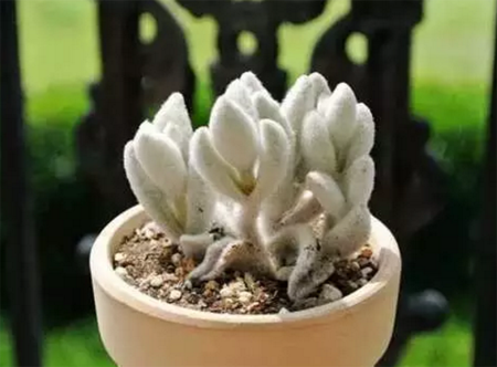 1527752831125252.png 五颜六色多肉种类盘点——白色系多肉植物