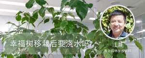 幸福树移栽后要浇水吗，移栽后几天能活