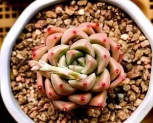 包邮区多肉怎么露养出状态-包邮区多肉度夏能露养吗-