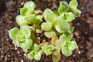 多肉种植配土黄金搭档——蛭石、草炭土、珍珠岩