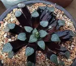 盘点那些黑到深处自然萌的多肉们