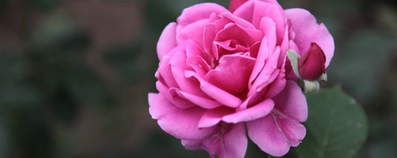怎样修剪月季花 怎样修剪月季花