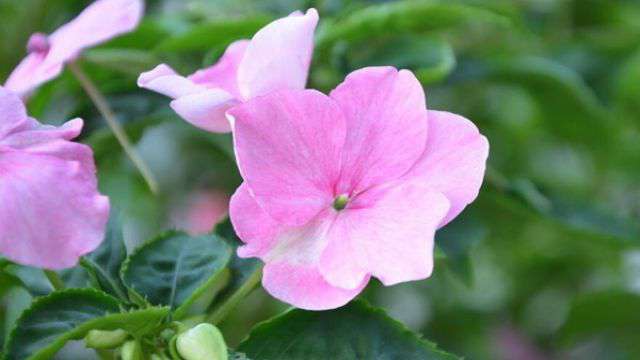 凤仙花花期养护 凤仙花花期养护