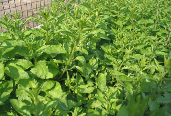 菜用枸杞 菜用枸杞