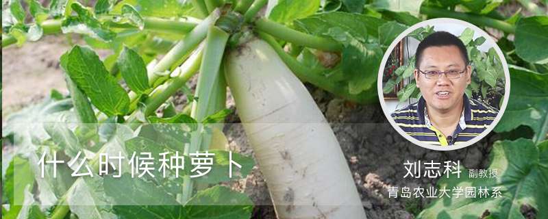 什么时候种萝卜 什么时候种萝卜