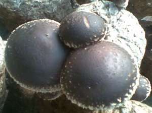 种植平菇夏季怎么防治死菇？