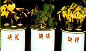 大豆缺素症的识别与补救
