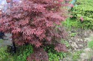 美国红枫种子育苗细节