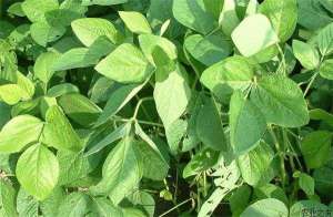 山区旱地麦茬套作大