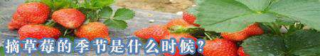 摘草莓的季节是什么 时候?