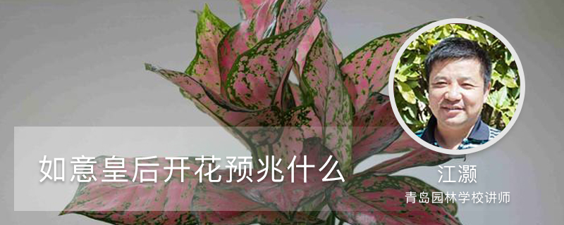 如意皇后开花预兆什么 如意皇后开花预兆什么