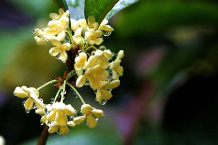 桂花 桂花