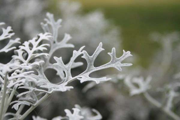 雪叶莲养殖方法 雪叶莲养殖方法