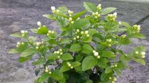 养盆茉莉在家中，不仅能闻清香，花朵风干后还能泡茶喝！