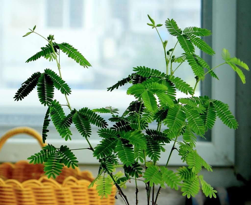 含羞草 含羞草