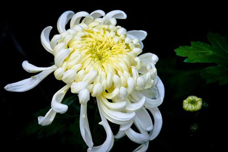 菊花 菊花