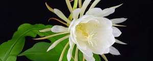 昙花怎么养