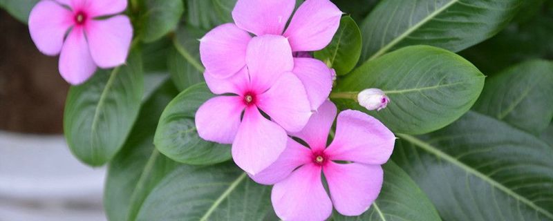 长春花春天怎么养 长春花春天怎么养