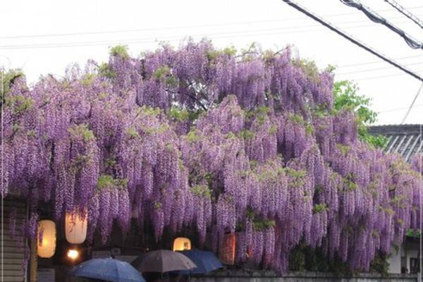 紫藤的花语和传说 紫藤的花语和传说