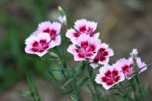 石竹开花前后怎么养护