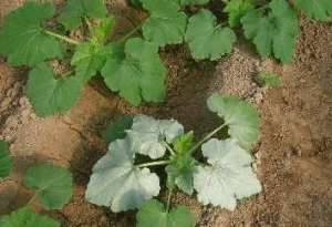西葫芦银叶病与白粉病如何区别