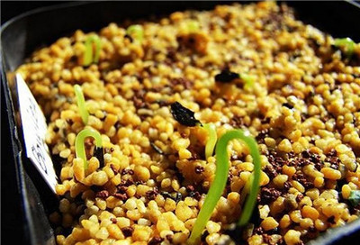 大苍角殿播种方法 大苍角殿播种方法