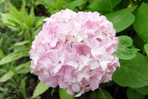 八仙花怎么矮化 八仙花怎么矮化